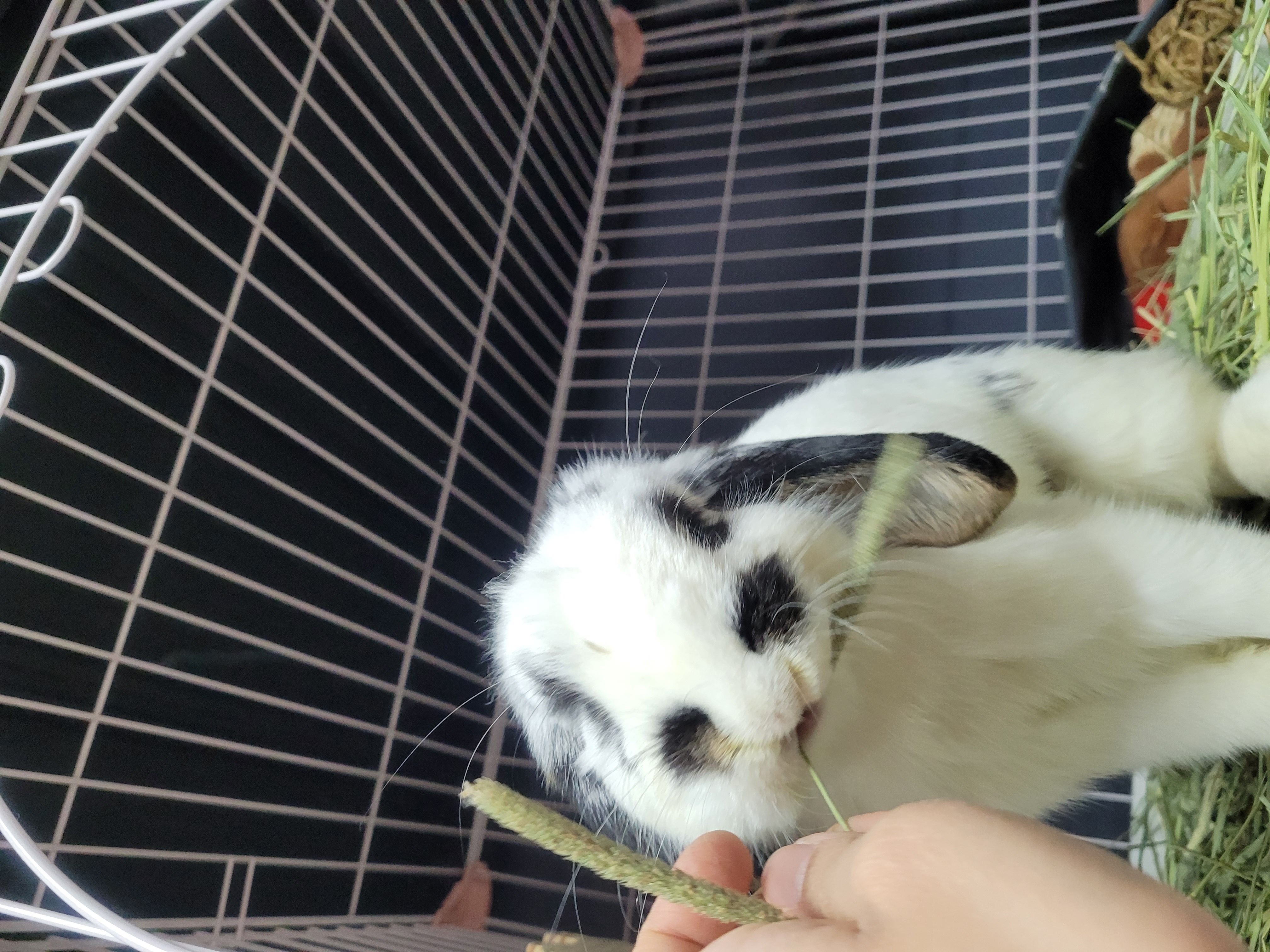 毛晴晴 Sunny Mo 4