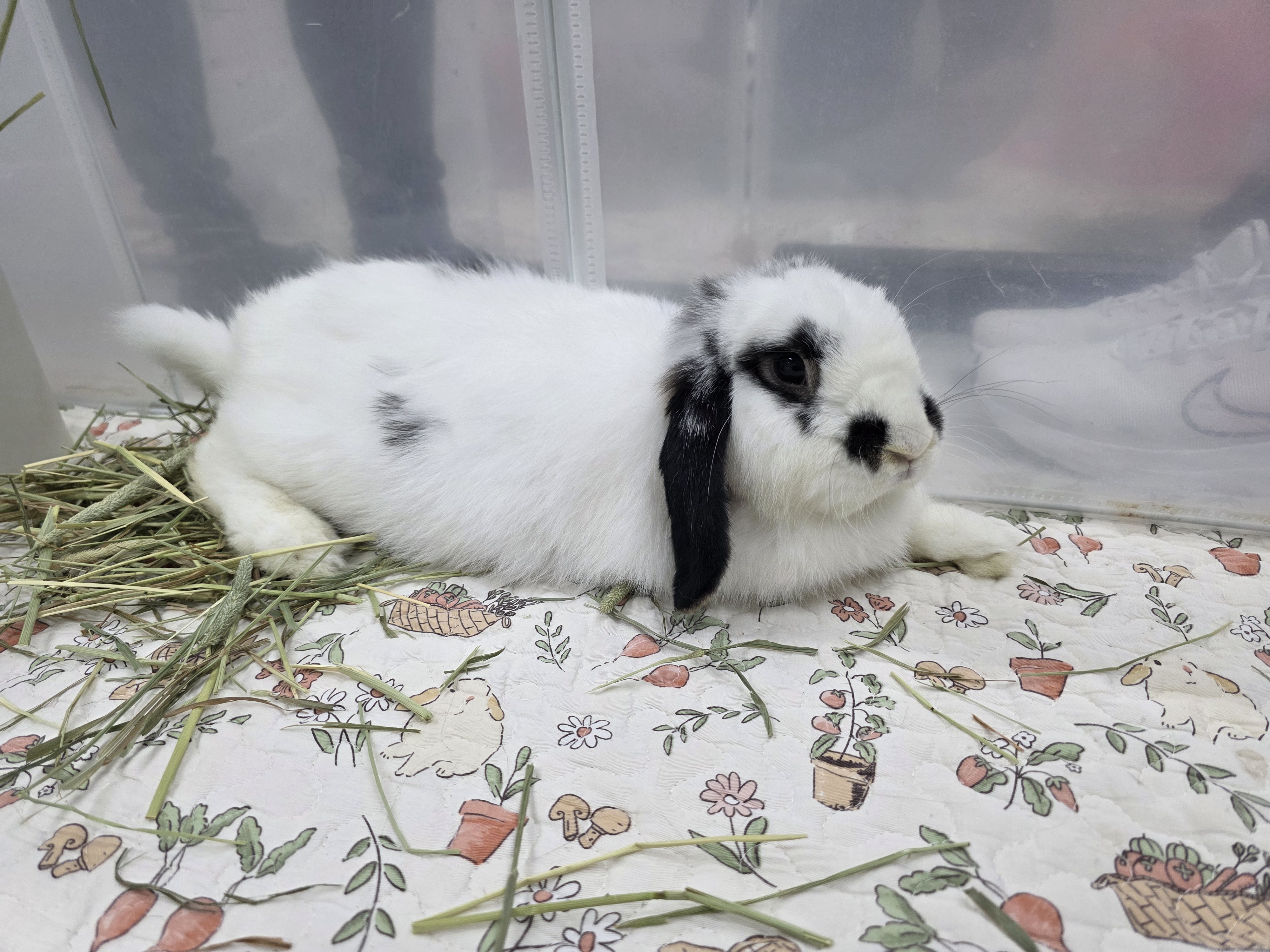 毛晴晴 Sunny Mo 3