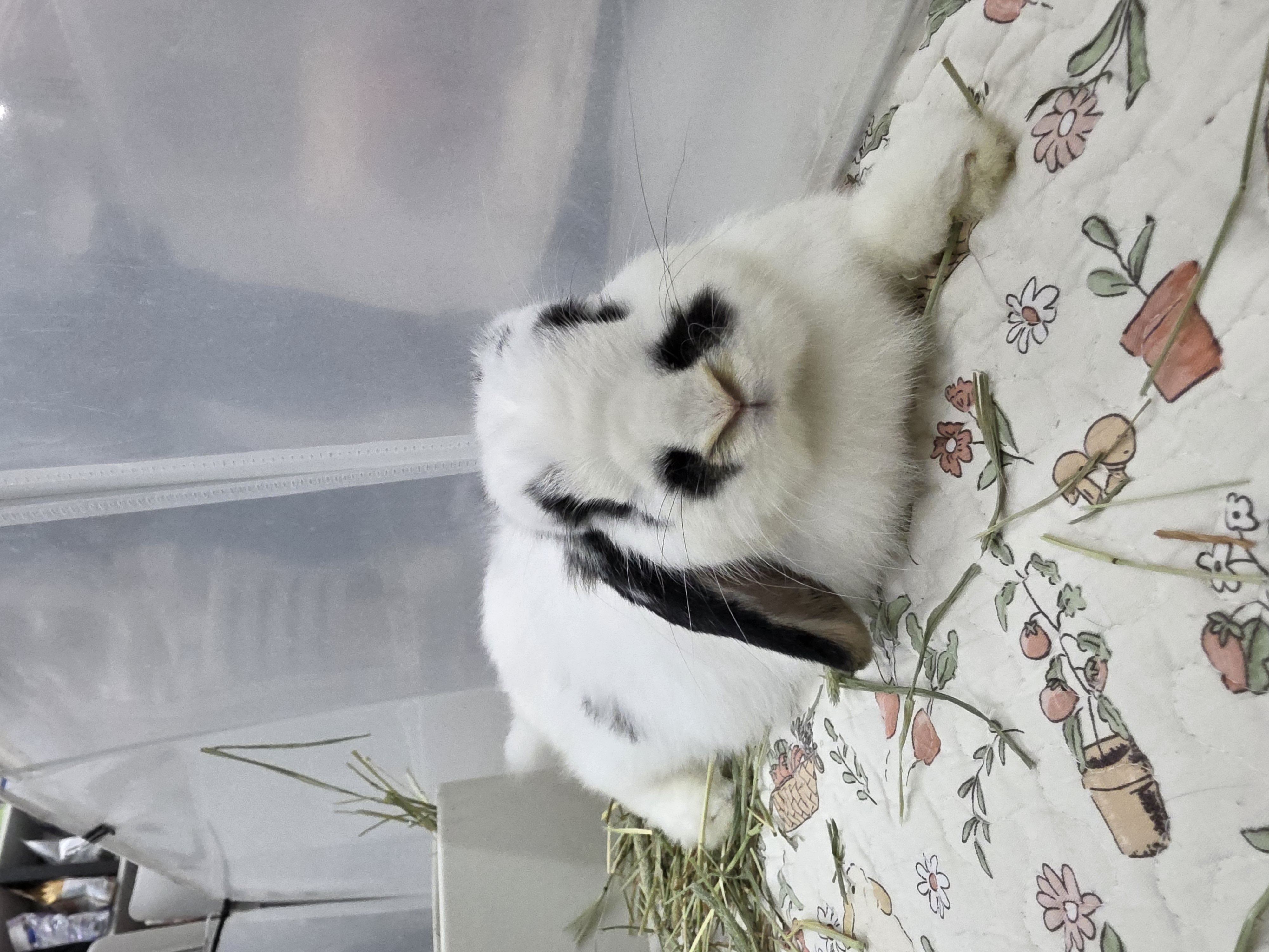 毛晴晴 Sunny Mo 2