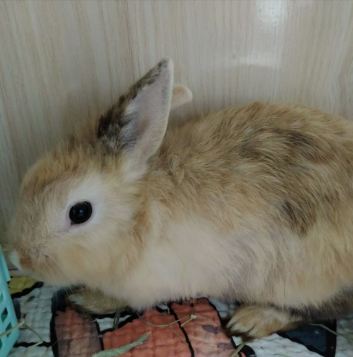 毛郡主 Princess Mo 3