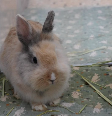 毛郡主 Princess Mo