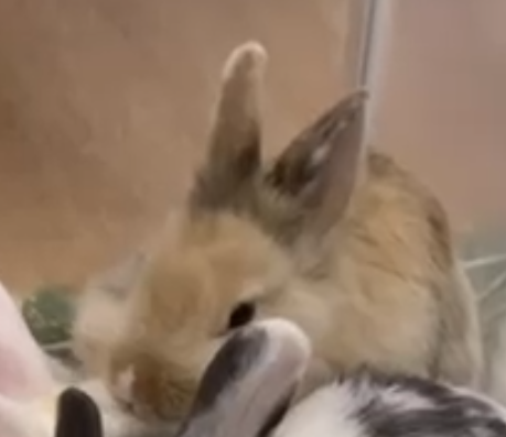 毛郡主 Princess Mo 2