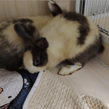 毛格格 Format Mo 2