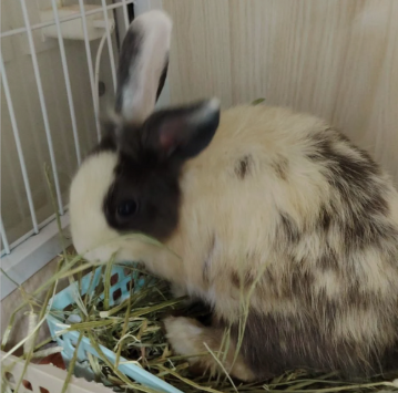 毛公主 Royal Mo 2