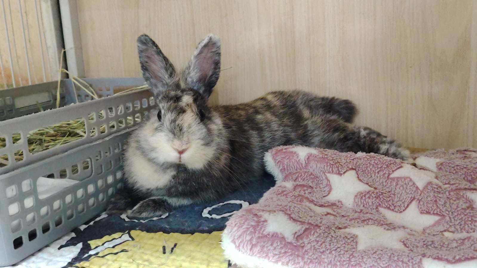 毛嫦 Reparation Mo