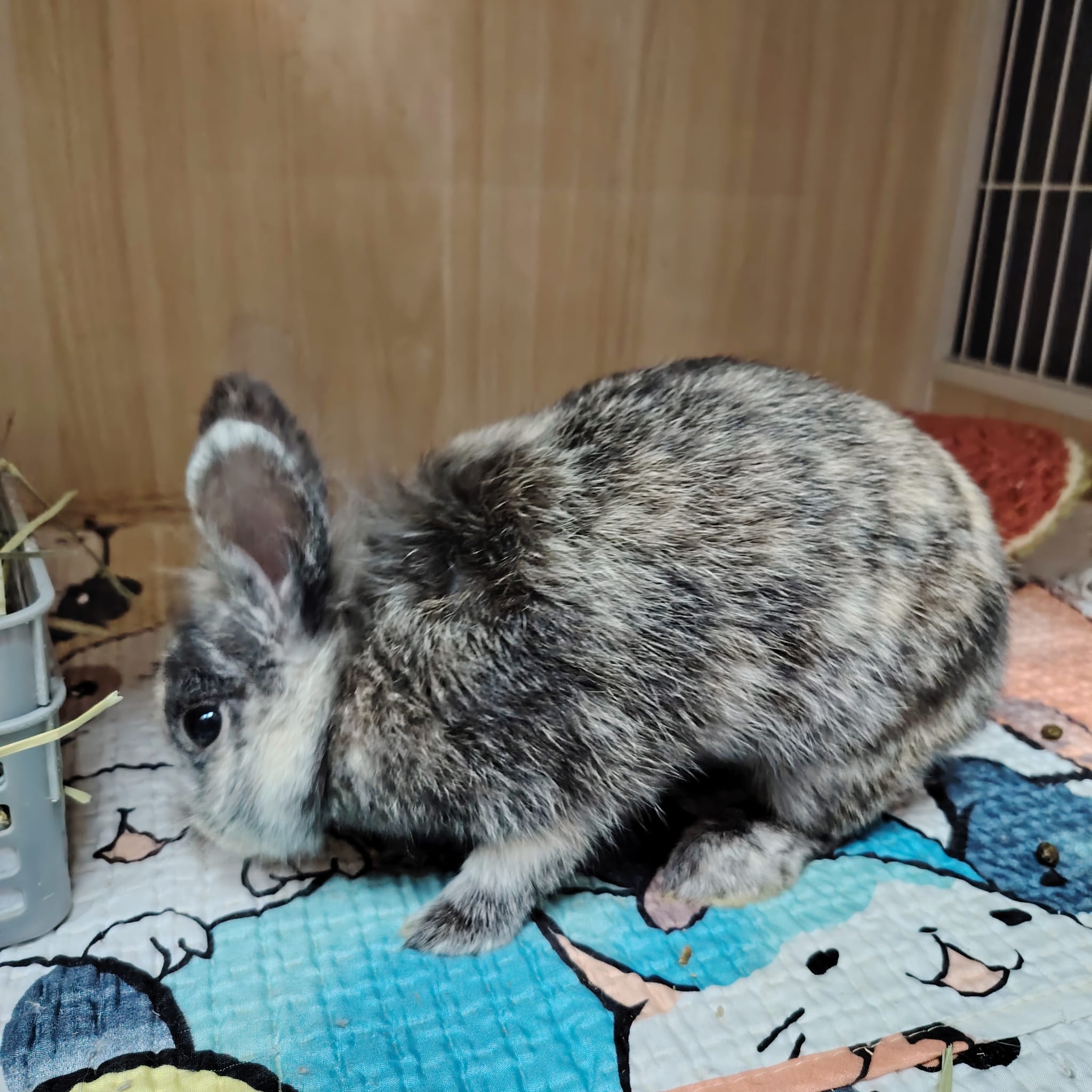 毛嫦 Reparation Mo 3