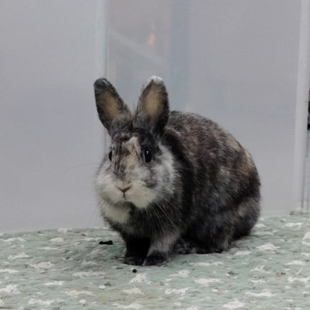 毛嫦 Reparation Mo 5