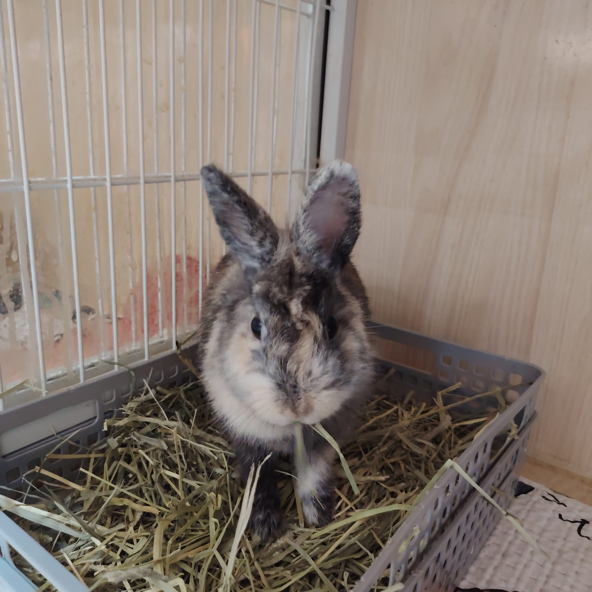 毛嫦 Reparation Mo 4