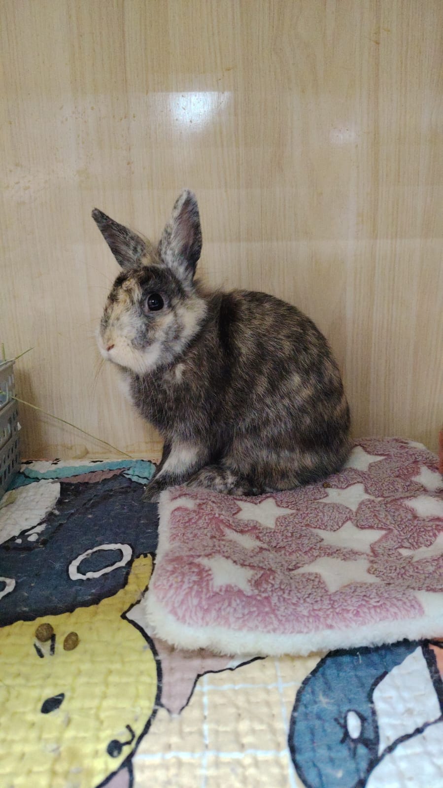 毛嫦 Reparation Mo 2