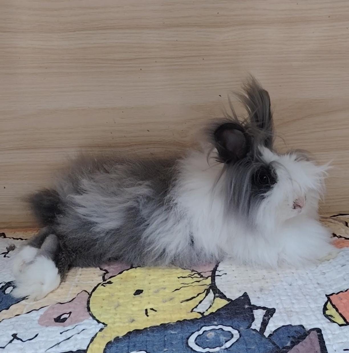 毛毛球 Pom Pom Mo