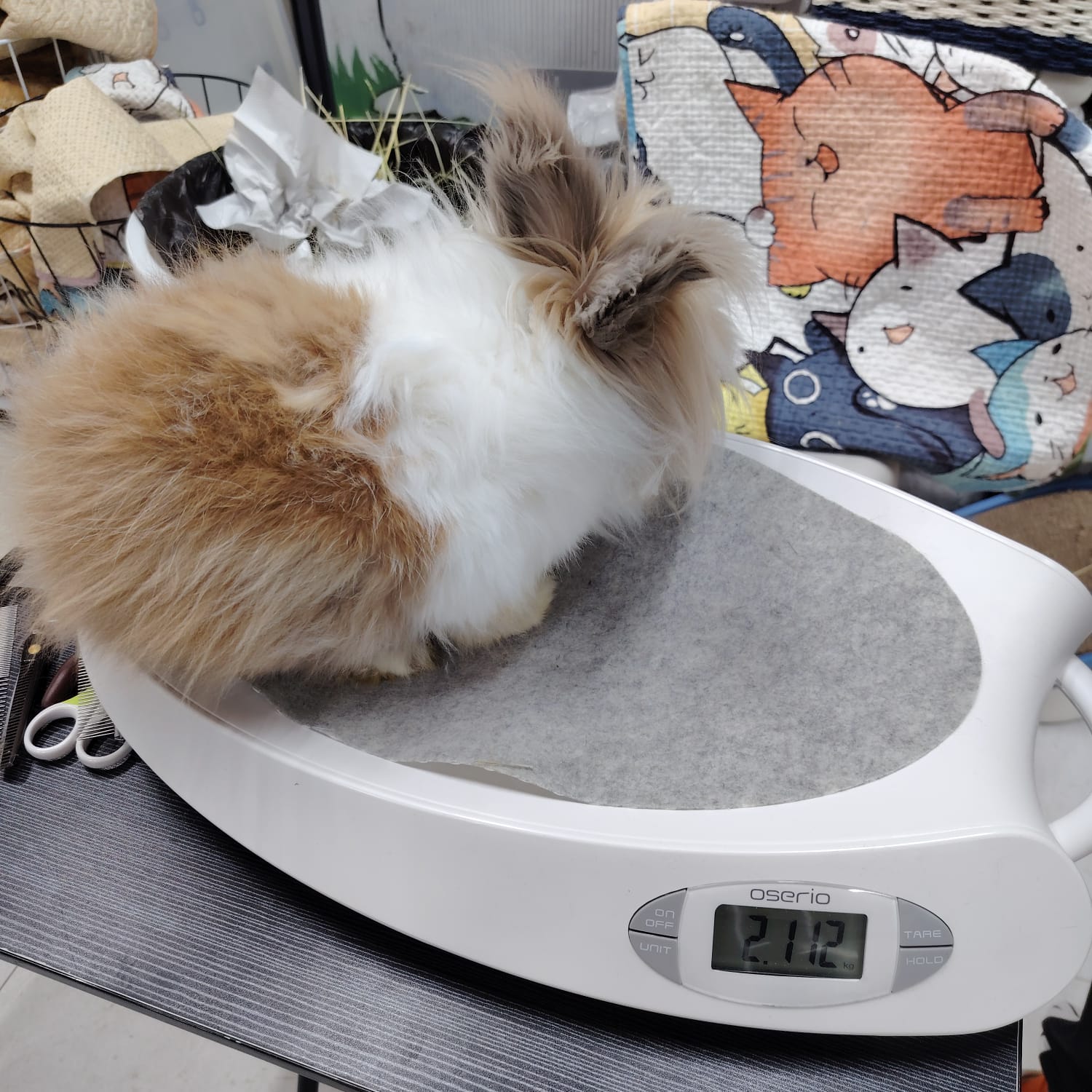 毛毛團 Circle Mo 2